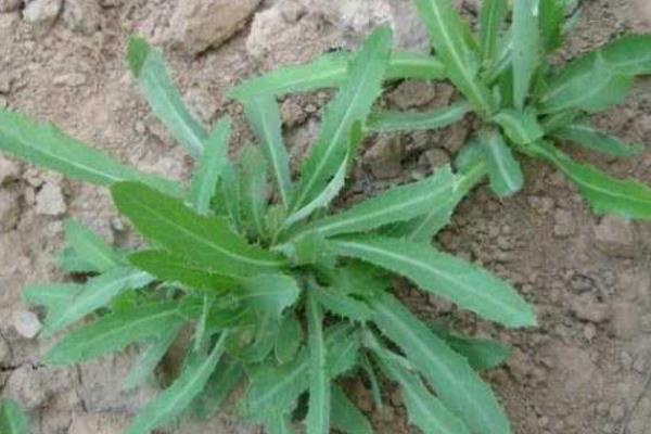 天香菜分布在哪里，北京、山西、江西等地方均有分布