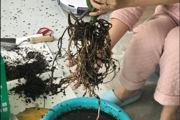 蓬莱蕉怎么种植，生长旺季每隔15天追施一次饼肥水