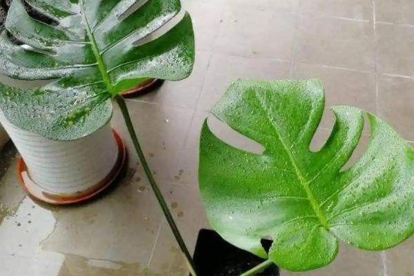 蓬莱蕉怎么种植，生长旺季每隔15天追施一次饼肥水