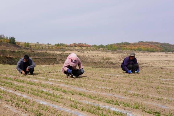 小麦春季怎么管理，重点是做好追肥工作