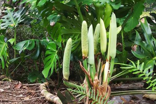 蓬莱蕉怎么种植，生长旺季每隔15天追施一次饼肥水