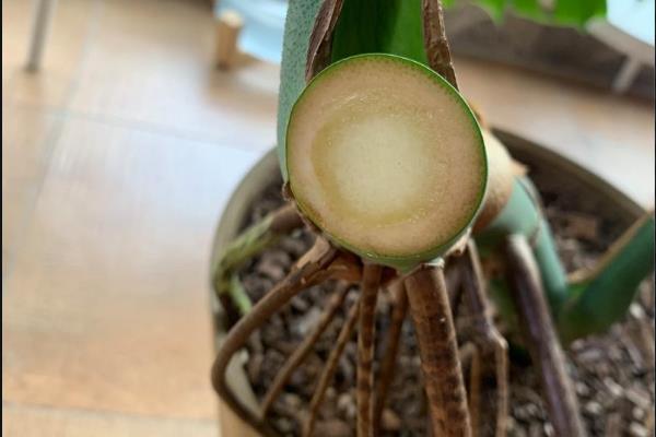蓬莱蕉怎么种植，生长旺季每隔15天追施一次饼肥水