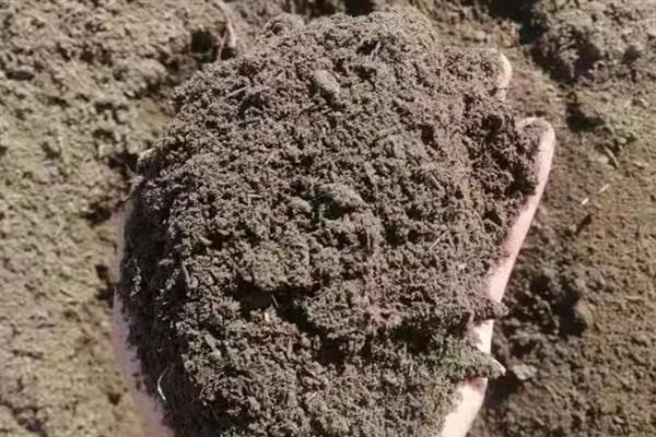 山姜施哪种肥料，苗期可追施磷酸二铵