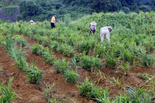 山姜施哪种肥料，苗期可追施磷酸二铵