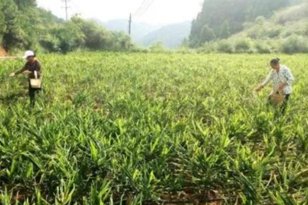 山姜施哪种肥料，苗期可追施磷酸二铵