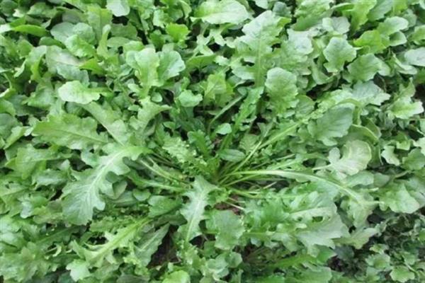 芨芨菜的种植技术，南方地区主要在春、秋栽培