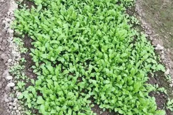 芨芨菜的种植技术，南方地区主要在春、秋栽培