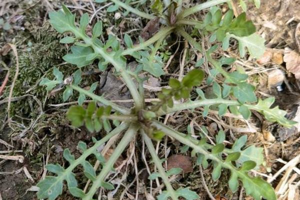 芨芨菜的种植技术，南方地区主要在春、秋栽培