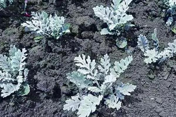 雪叶莲怎么养殖，平时让土壤保持微湿状态