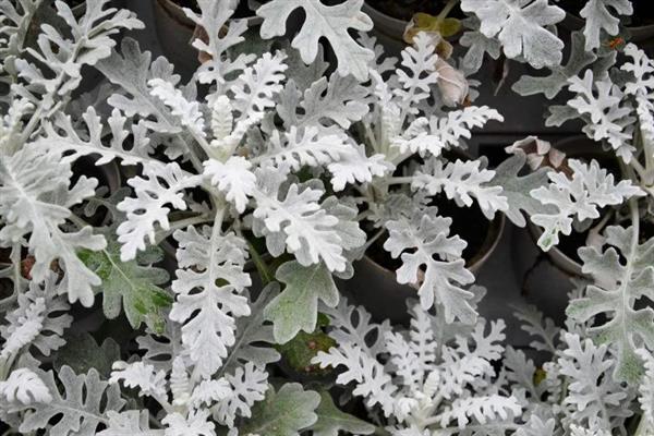 雪叶莲怎么养殖，平时让土壤保持微湿状态