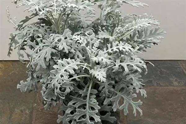 雪叶莲怎么养殖，平时让土壤保持微湿状态