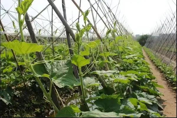 如何对冬瓜打枝才能多结果，瓜蔓长到1米以上时摘除所有侧蔓