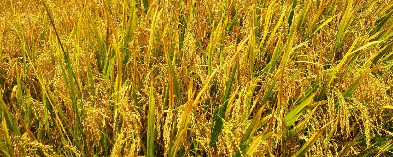 水稻后期快收割了有稻飞虱怎么处理，可以喷施敌敌畏、吡蚜酮等