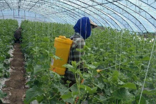 如何对冬瓜打枝才能多结果，瓜蔓长到1米以上时摘除所有侧蔓