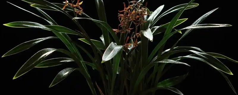 养兰花的方法，春秋季节每隔2-3周追施一次肥料