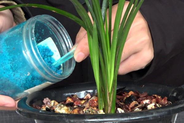 养兰花的方法，春秋季节每隔2-3周追施一次肥料