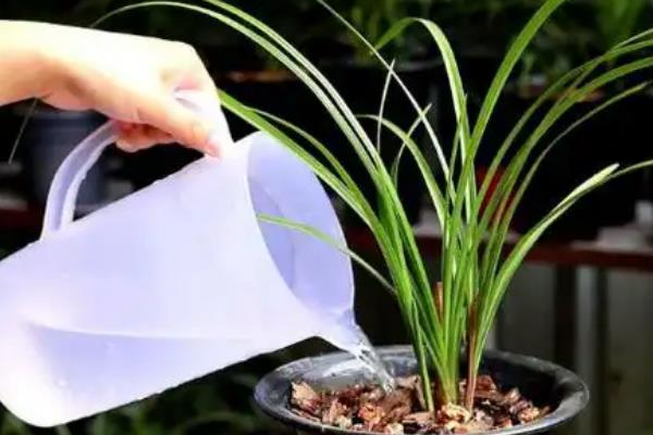 养兰花的方法，春秋季节每隔2-3周追施一次肥料