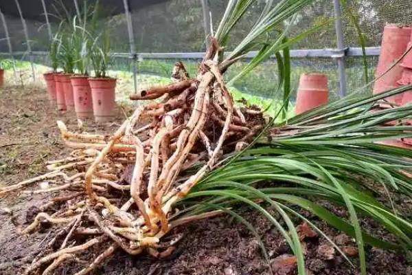养兰花的方法，春秋季节每隔2-3周追施一次肥料