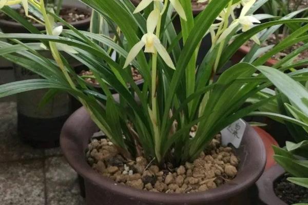 养兰花的方法，春秋季节每隔2-3周追施一次肥料
