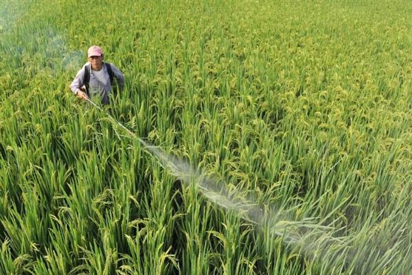 水稻后期快收割了有稻飞虱怎么处理，可以喷施敌敌畏、吡蚜酮等