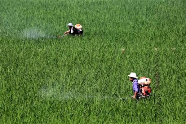 水稻后期快收割了有稻飞虱怎么处理，可以喷施敌敌畏、吡蚜酮等