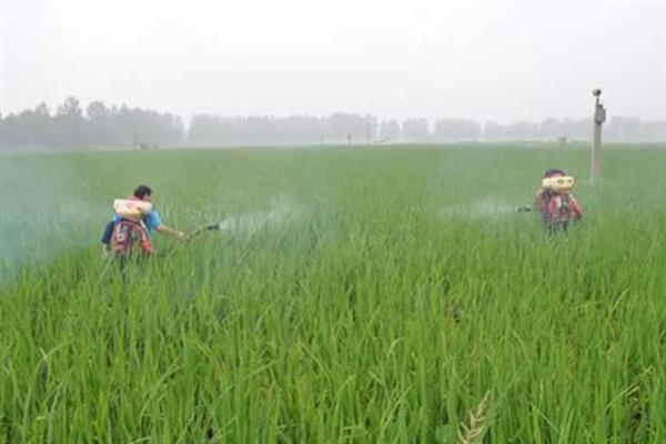 水稻后期快收割了有稻飞虱怎么处理，可以喷施敌敌畏、吡蚜酮等