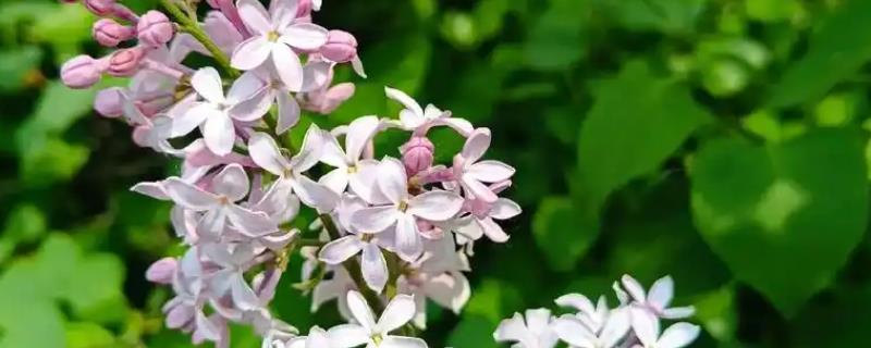 丁香花是不是长在树上的，丁香花是长在树上的