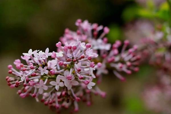 丁香花是不是长在树上的，丁香花是长在树上的