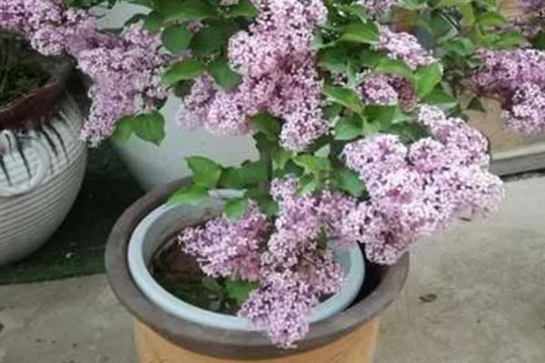 丁香花是不是长在树上的，丁香花是长在树上的