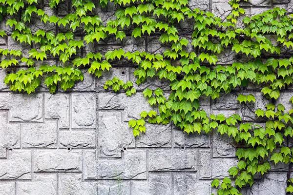 爬山虎有什么特点，可吸附在墙壁、树木等物体上生长