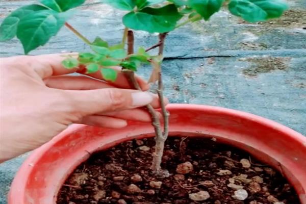 爬山虎有什么特点，可吸附在墙壁、树木等物体上生长