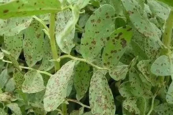 蚕豆赤斑病的原因，可能是土质黏重、排水不良等所致