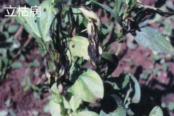 蚕豆赤斑病的原因，可能是土质黏重、排水不良等所致