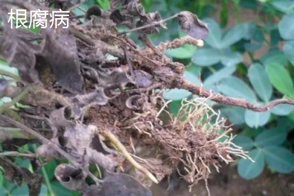 蚕豆赤斑病的原因，可能是土质黏重、排水不良等所致