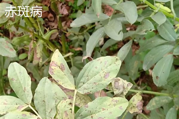 蚕豆赤斑病的原因，可能是土质黏重、排水不良等所致