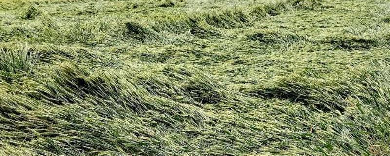小麦大面积倒伏用哪种肥料，喷施海植素可减轻倒伏早衰的次生危害