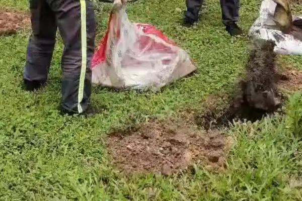 种树的具体方法，首先选择优良树苗