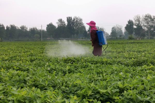 花生结果期的管理方法，需及时防病治虫