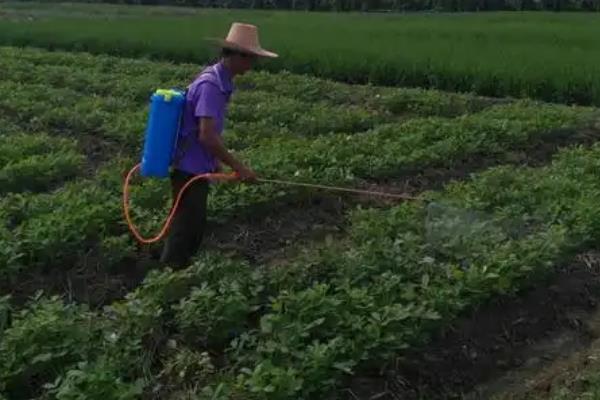 花生结果期的管理方法，需及时防病治虫