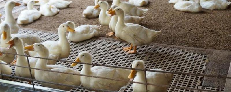 发酵床养鸭的技术原理，垫料通过物理吸附消除鸭粪中的臭味
