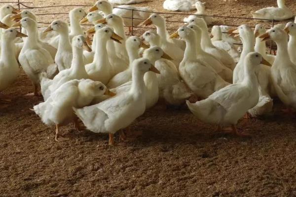 发酵床养鸭的技术原理，垫料通过物理吸附消除鸭粪中的臭味