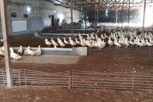 发酵床养鸭的技术原理，垫料通过物理吸附消除鸭粪中的臭味