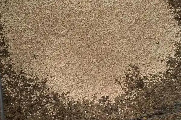 发酵床养鸭的技术原理，垫料通过物理吸附消除鸭粪中的臭味