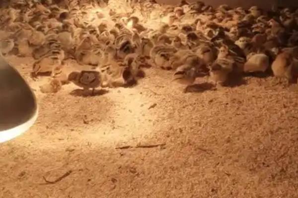 发酵床养鸭的技术原理，垫料通过物理吸附消除鸭粪中的臭味