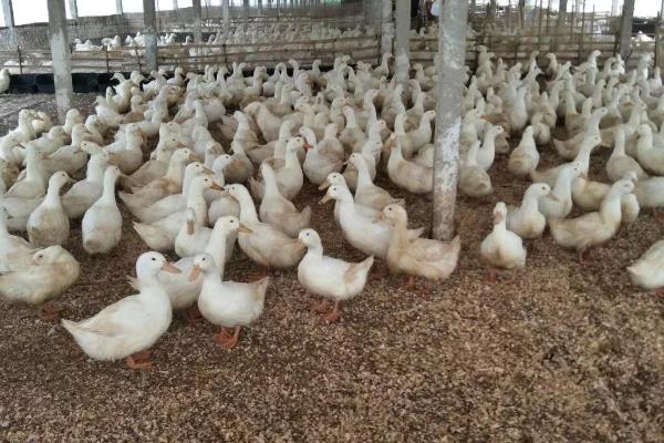发酵床养鸭的技术原理，垫料通过物理吸附消除鸭粪中的臭味