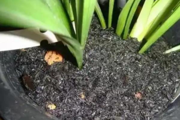 哪些植物不能使用草木灰，对菊花、山茶花等品种使用会影响生长