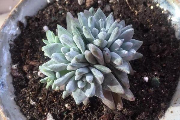 哪些植物不能使用草木灰，对菊花、山茶花等品种使用会影响生长