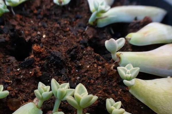 哪些植物不能使用草木灰，对菊花、山茶花等品种使用会影响生长