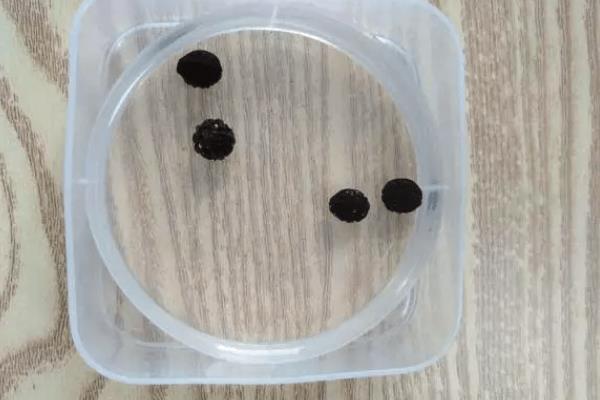 怎么种紫茉莉，建议在每年的春季进行
