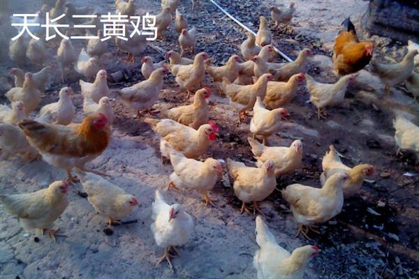 安徽省天长市的特产，有天长三黄鸡、安记猪头肉等